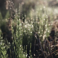 朝露を浴びてキラキラと光るスギナの細い茎の写真
