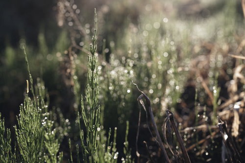 朝露を浴びてキラキラと光るスギナの細い茎