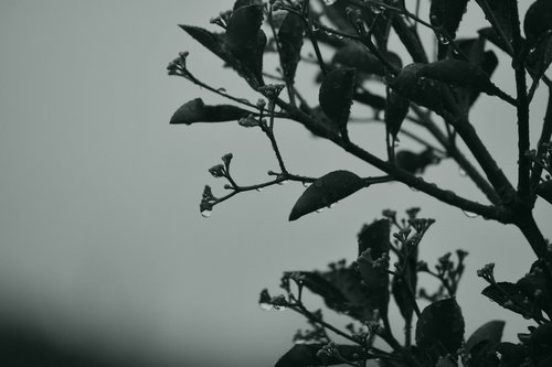 木々から滴る雨露と水滴、葉や枝に付着した雨粒
