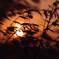 木々の枝の隙間から垣間見える夕日のシルエットの写真