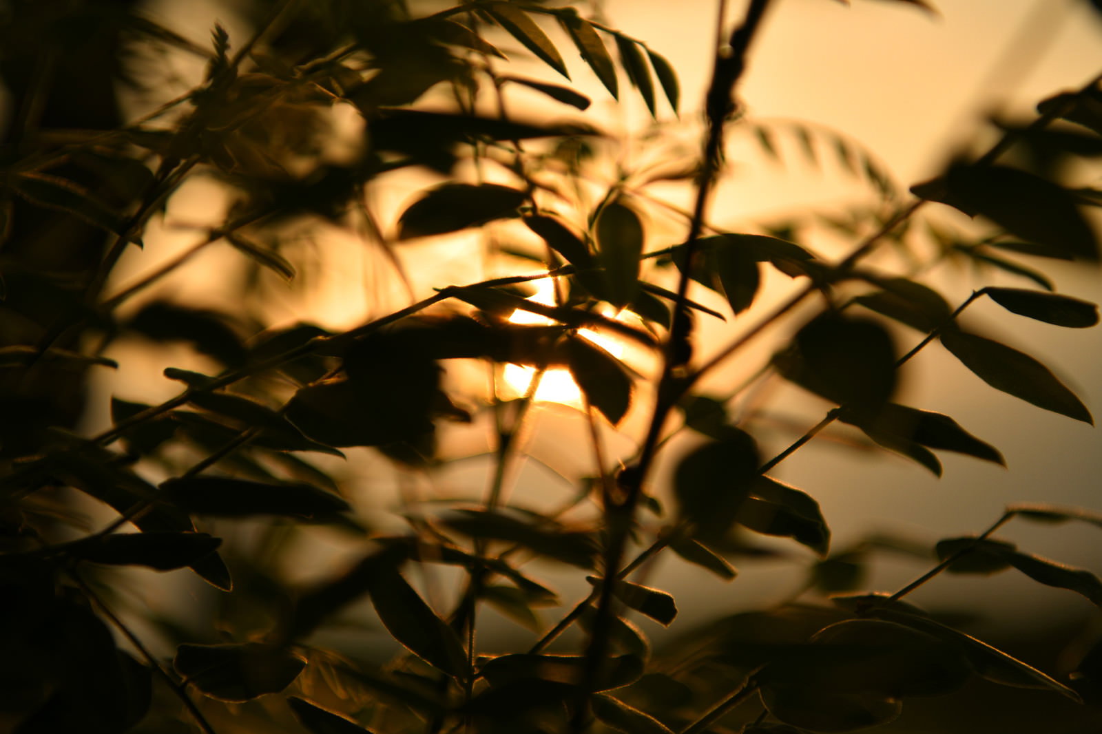 木の枝のシルエットと夕日が重なる逆光の風景