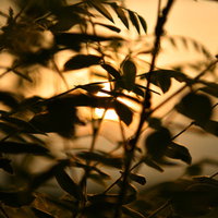 木の枝のシルエットに透ける夕日と黄金色の空の写真