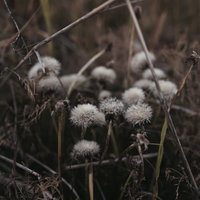 枯れた茎に残るたんぽぽの綿毛が風に揺れる秋冬の自然風景の写真