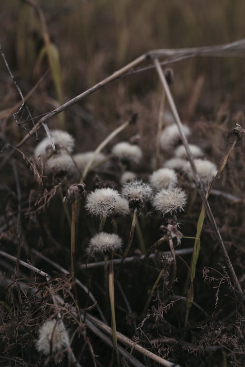 枯れた茎に残るたんぽぽの綿毛が風に揺れる秋冬の自然風景