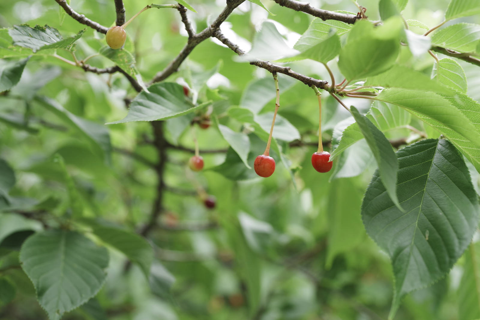 緑の葉が茂った枝に赤い小さな桜の実がぶら下がっている