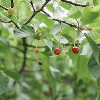 枝に実った小さな赤い桜の実と緑の葉の写真
