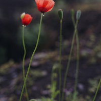 朝露に濡れるヒナゲシの花、春の花畑に咲く赤い一年草の写真