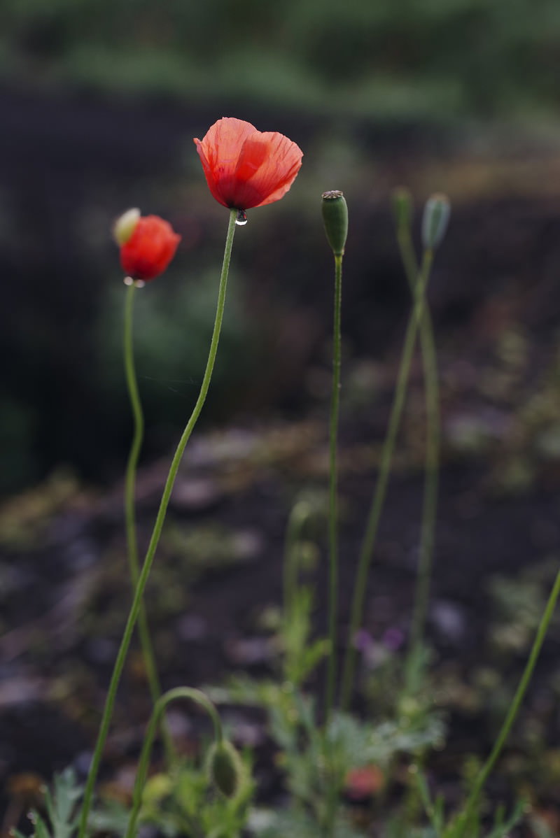 朝露に濡れた赤いヒナゲシの花が緑の茎に咲いており、背景には他のヒナゲシのつぼみが見える