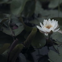 水辺に咲く白いハスの花と緑の葉の写真