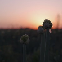 夕日を背に並ぶネギ坊主の畑の写真
