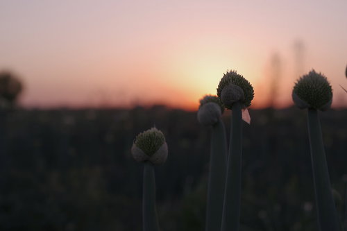 夕日に映えるネギ坊主のシルエット、農業風景