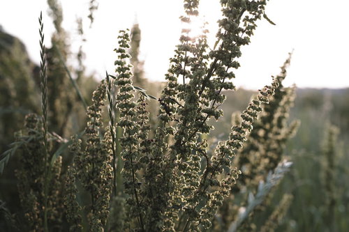 河川敷の草木を照らす太陽の逆光と夕日に輝く穂先