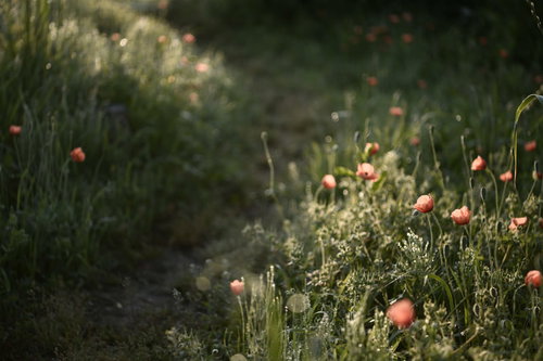 獣道沿いに咲くオレンジ色のケシの花と春の野草風景