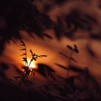 真っ赤な夕日を背負う若葉のシルエット、逆光に浮かぶ新芽の写真