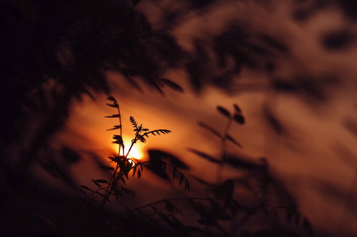 真っ赤な夕日を背負う若葉のシルエット、逆光に浮かぶ新芽