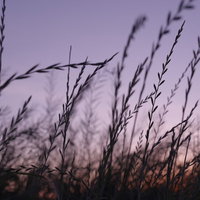 紫の夕空と麦のような草のシルエットの写真