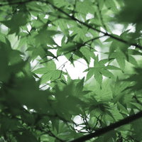 光に透ける緑色の新緑もみじの葉、初夏の明るい季節の写真