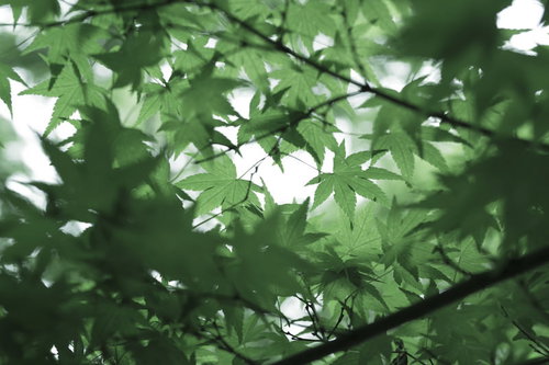 光に透ける緑色の新緑もみじの葉、初夏の明るい季節