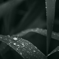 草の葉に玉のようにたまる水滴の写真