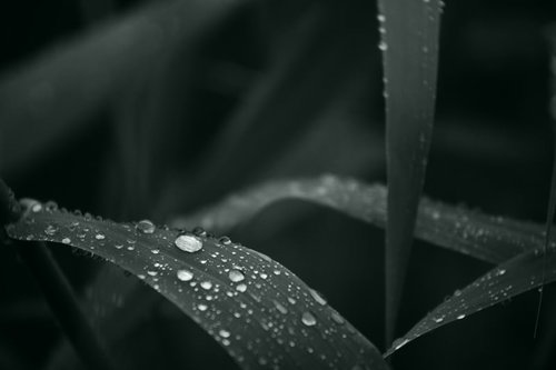 草の葉に玉のようにたまる水滴