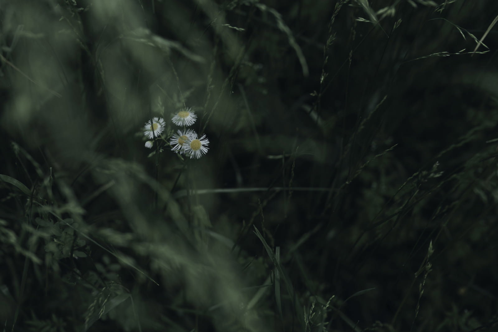 緑の草むらの中に咲く白いハルジオンの花