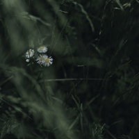 草木の奥から顔を見せるハルジオンの白い花の写真