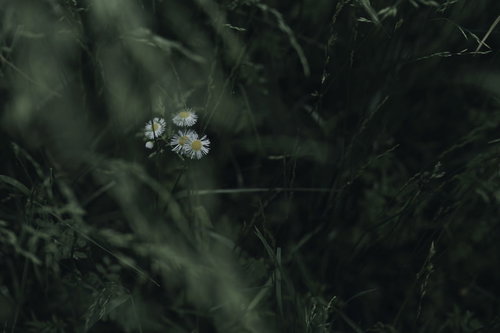 草木の奥から顔を見せるハルジオンの白い花