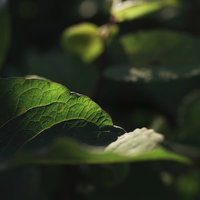 光に透ける葉脈が浮かび上がる葉っぱのアップの写真