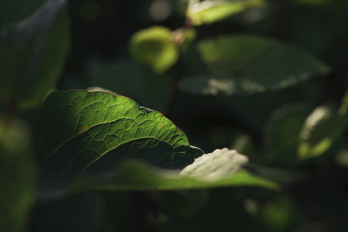 光に透ける葉脈が浮かび上がる葉っぱのアップ
