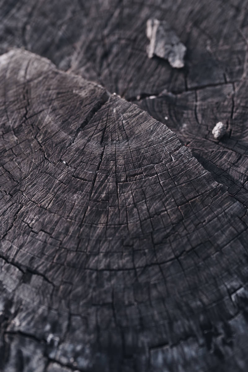 An old tree stump with distinct tree rings and deep surface cracks