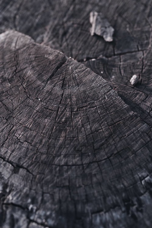 金属のような質感の木の切り株の断面とひび割れ
