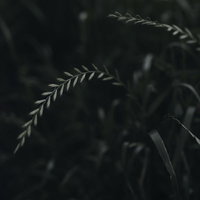 暗がりで風に揺れる麦のような草の穂が群生する草むらの写真