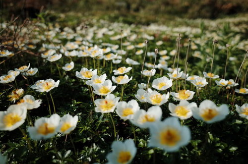 大雪山旭岳の午後の陽光を浴びるチングルマの群生