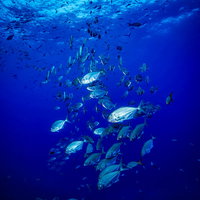 透き通る海中に現れたアジの群れが泳ぐ様子の写真