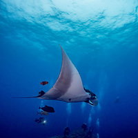 アジとキングエンジェルフィッシュを引き連れて優雅に泳ぐマンタの海中風景の写真