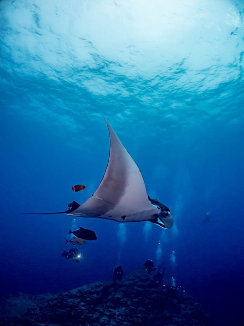 アジとキングエンジェルフィッシュを引き連れて優雅に泳ぐマンタの海中風景