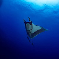 アジの群れを引き連れて急上昇するマンタの海中での泳ぎの写真