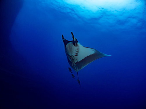アジの群れを引き連れて急上昇するマンタの海中での泳ぎ