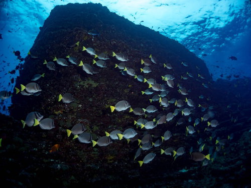 海中の岩礁周りを泳ぐイエローテイルサージョンフィッシュの群れ