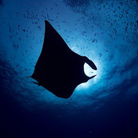 深い海中で泳ぐオニイトマキエイのシルエットの写真