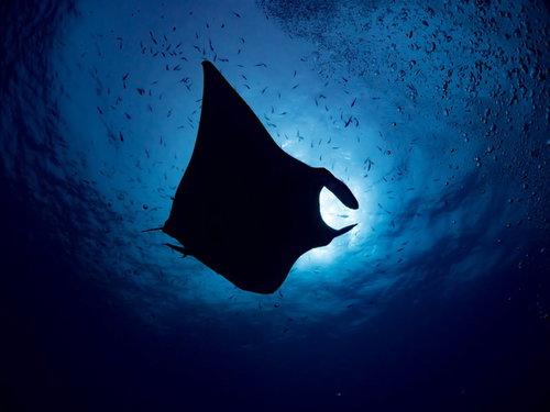 深い海中で泳ぐオニイトマキエイのシルエット