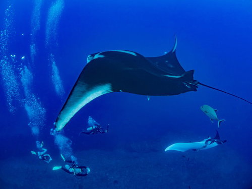 深い青色の海中でオニイトマキエイを追いかけるダイバー達