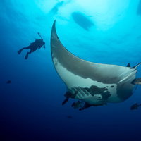 優雅に泳ぐオニイトマキエイにカメラを向けるスキューバダイバーの写真