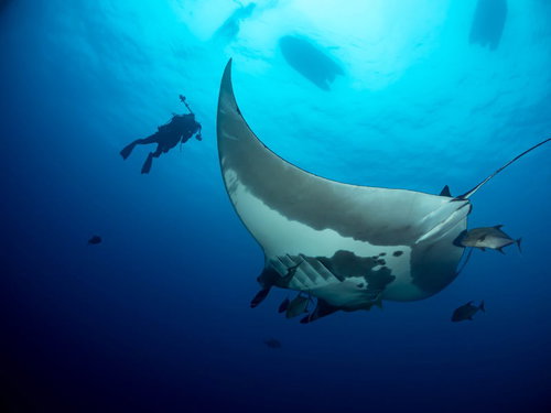 優雅に泳ぐオニイトマキエイにカメラを向けるスキューバダイバー