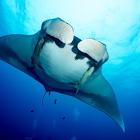 迫りくる大型マンタとダイバー達の海中での遭遇の写真