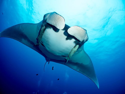 迫りくる大型マンタとダイバー達の海中での遭遇