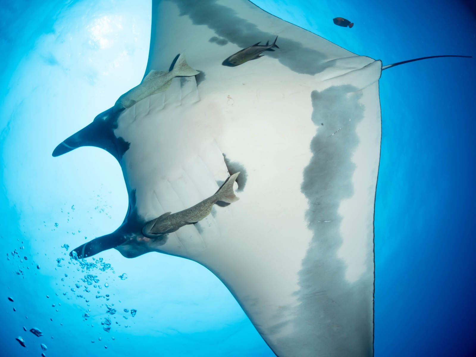 青い海中を泳ぐマンタの白いお腹とコバンザメが写った水中写真