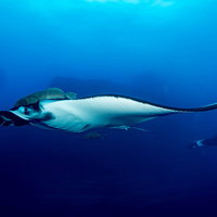 コバンザメとアジを従え深い青色の海を泳ぐジャイアントマンタの写真