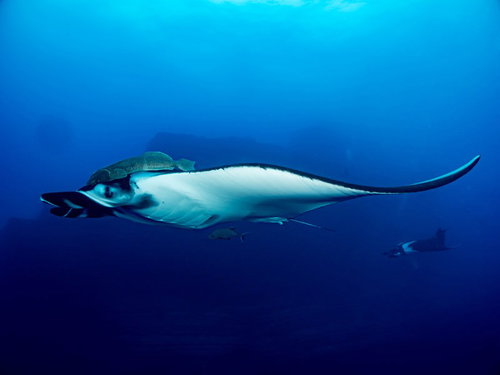 コバンザメとアジを従え深い青色の海を泳ぐジャイアントマンタ