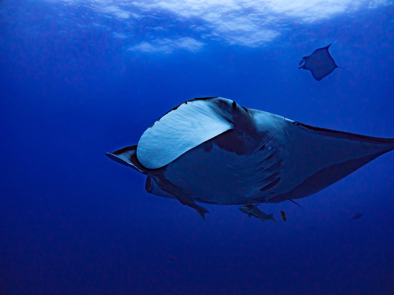 青い海を泳ぐ白い腹部を持つ大きなオニイトマキエイと寄り添うコバンザメ